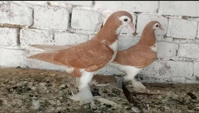 Sherazi Kabootar Fancy Pigeon 03431683430 3