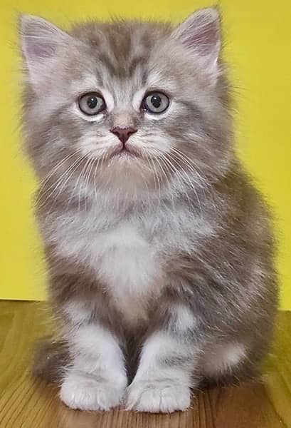 Cute Kittens For Sale 0