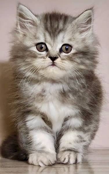 Cute Kittens For Sale 1