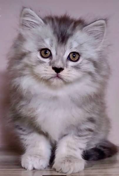 Cute Kittens For Sale 2