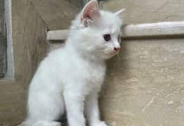 White Persian Kittens for Sale 0