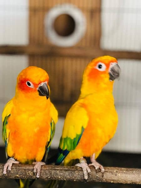 Yellow bib lory ,,&  Red collar lory
Breeder pair with 2