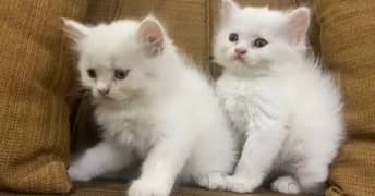 pure Persian kitten