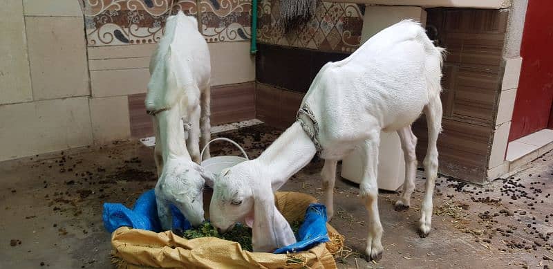 Rajanpuri bakra 2