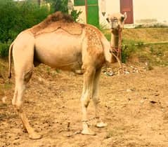Camel for sale Contact 03125173572 0
