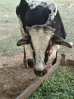 Dhani breed,sahiwal cow / dasi cow / cow for sale / cow