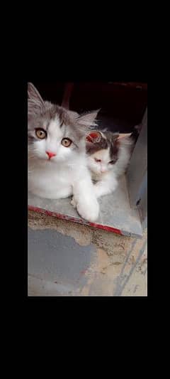 Male and Female Persian kittens triple coated