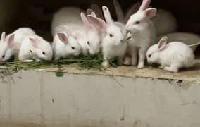white bunnies 0