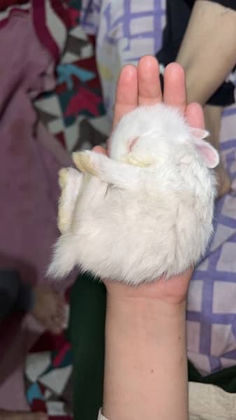 white bunnies 1