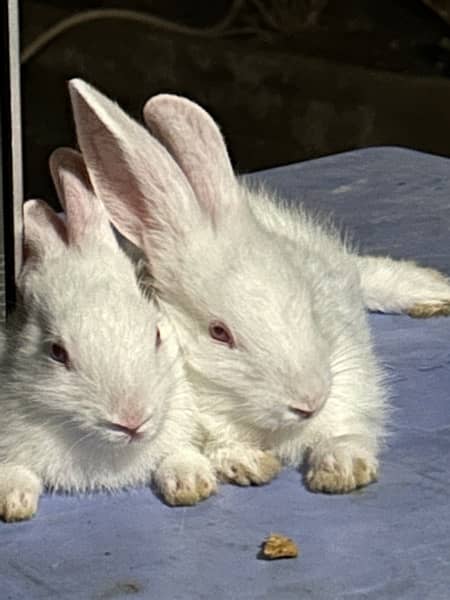 white bunnies 6