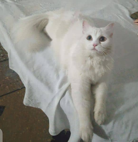 White persian female cat available . Trained 1
