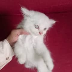 Persian Tripple coated kitten 0