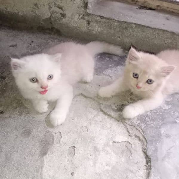 Persian Tripple coated kitten 2