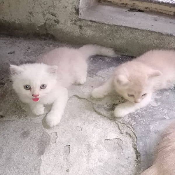Persian Tripple coated kitten 3
