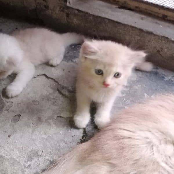 Persian Tripple coated kitten 4