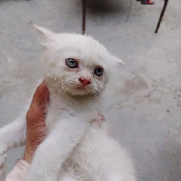 Persian Tripple coated kitten 5