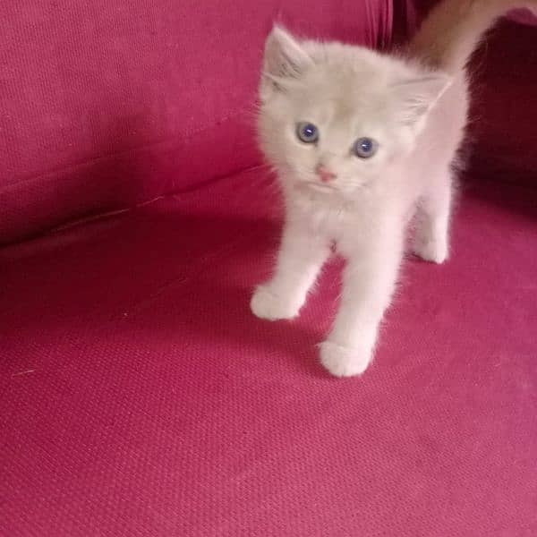 Persian Tripple coated kitten 6