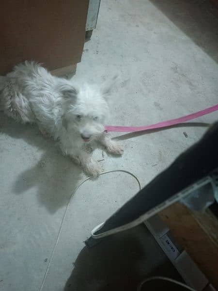 female poodle breed he 0