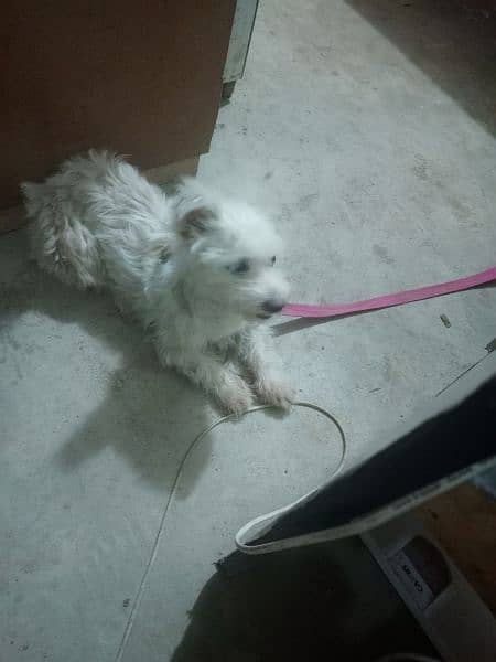 female poodle breed he 2