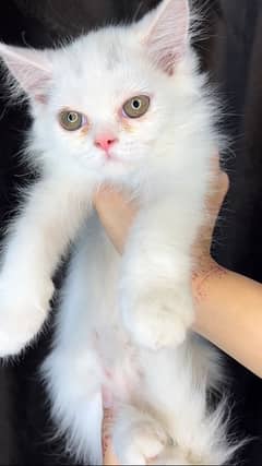 persian kitten available
