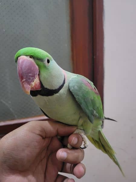 raw pahari parrot 1
