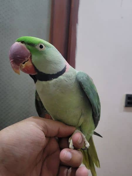 raw pahari parrot 2