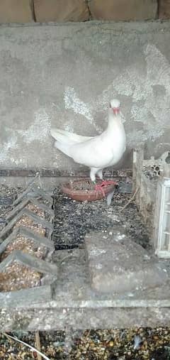 white Danish bidar mail ring bird