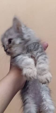 4 persian kittens for sale