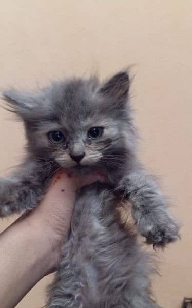 4 persian kittens for sale 2