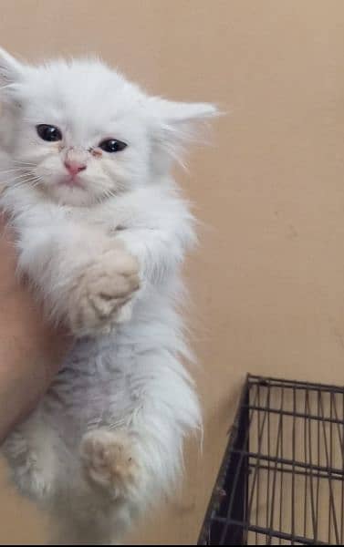 4 persian kittens for sale 3
