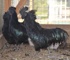 Ayam cemani 0