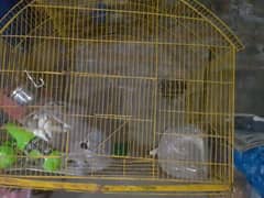 birds cage 0