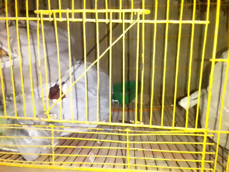 birds cage 1