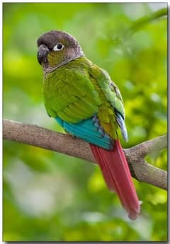 green cheek conure self male