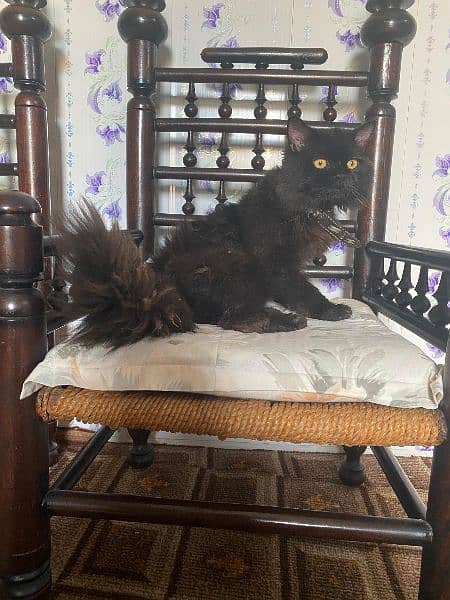 Persian cat 0