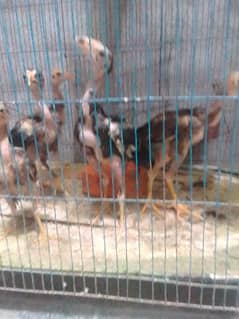 pure aseel chicks for sale