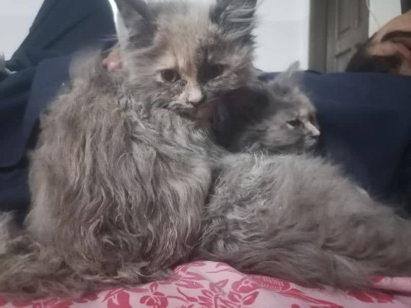 Persian cat pair 4