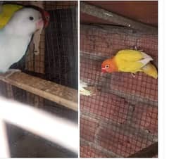 love irds breeder pair albino split ino male or persnata split female