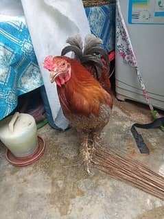 brahma 0