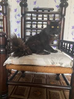 Persian cat available for sale