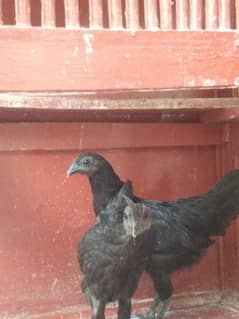 ayam cemani pair 03209153881