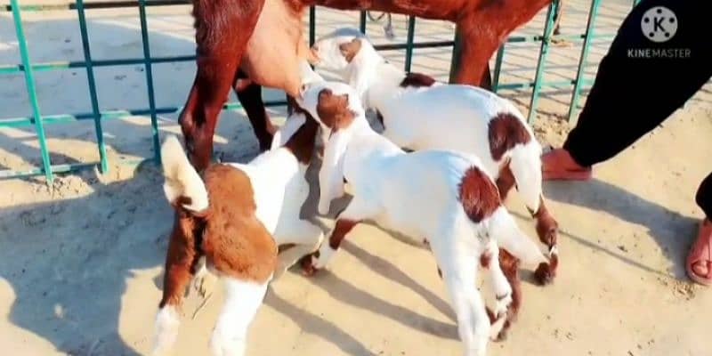 desi Bakri 3 bacchon ke sath for sale call on 0313,4935016 2