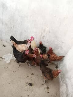 10 Female Eggs Starter 1 Male Contact 03199776044