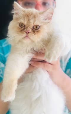 white persian