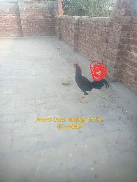 Hens. . . 03026903080 0