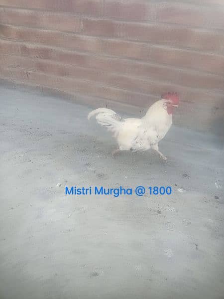 Hens. . . 03026903080 1