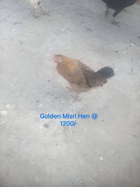 Hens. . . 03026903080 2