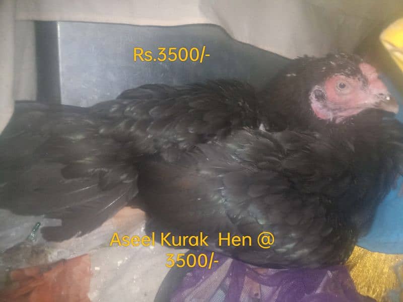 Hens. . . 03026903080 4