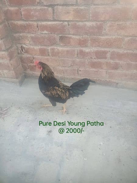 Hens. . . 03026903080 5