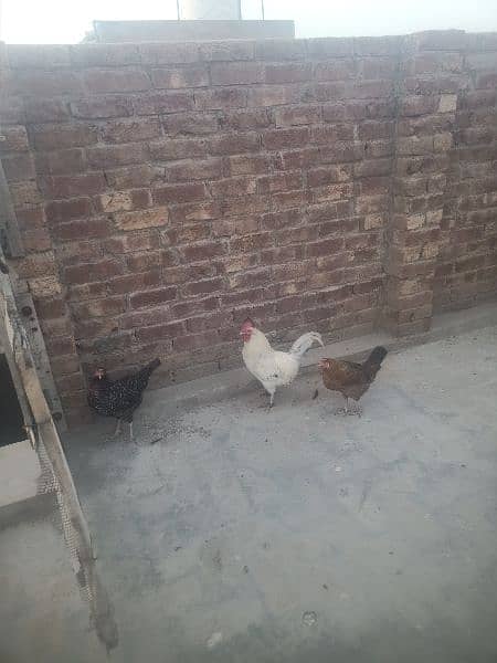 Hens. . . 03026903080 7